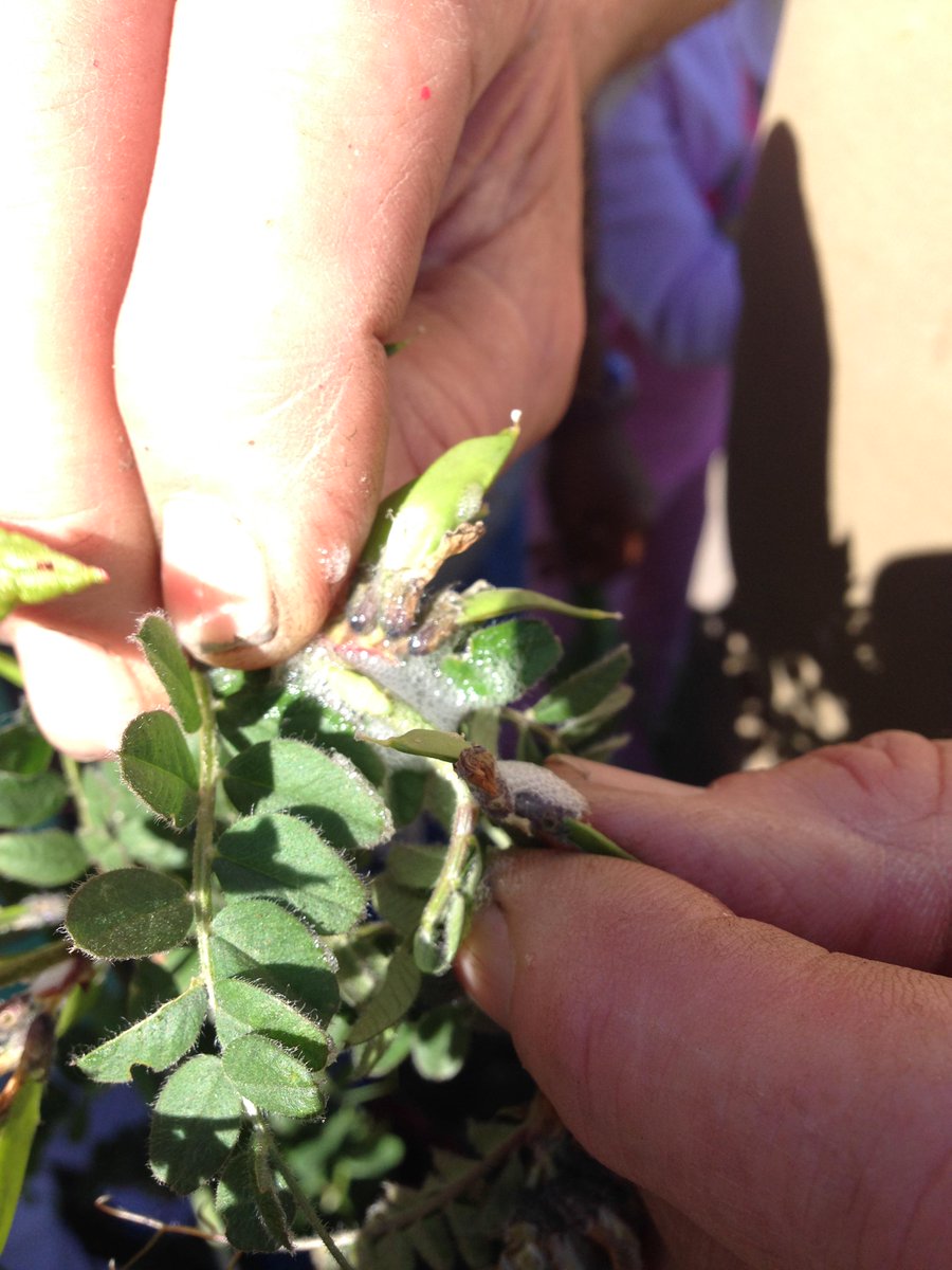 Steves3rdclass's tweet photo. John from @Fingalcoco showed us a "frog hopper" inside the cuckoo spit and helped us name a lot of plants! http://t.co/I6oMgQFXsh