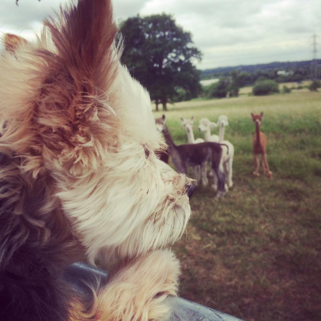 beacoolbean's tweet photo. Stealing a break from the office to check out these guys! #love #countryside #yorkshireterrier #alpaca #breaktime http://t.co/zsDliufAj5