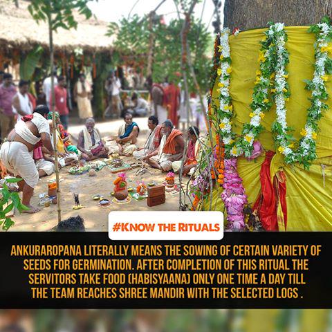 NabakalebaraOff's tweet photo. #KnowTheRituals 'Ankuraropana' literally means the sowing of certain variety of seeds for germination #Nabakalebara http://t.co/wTFi8HiWhQ