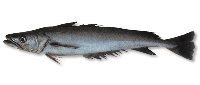 Длиннохвостая мерлуза. Хек чилийская перуанская мерлуза. Орегонская мерлуза. Мерлуза 3. Мерлуза.