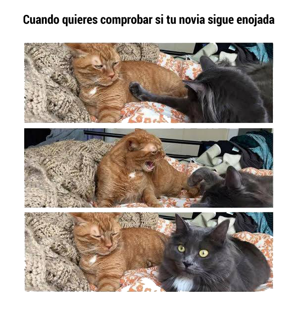 Badoo_ES's tweet photo. El amor es así #gatos #mujeres #hombres #badoo http://t.co/2KUgS3h7dx