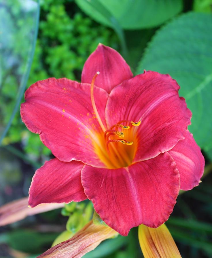 The Barn Nursery On Twitter Butterfly Flowers In Your Cottage