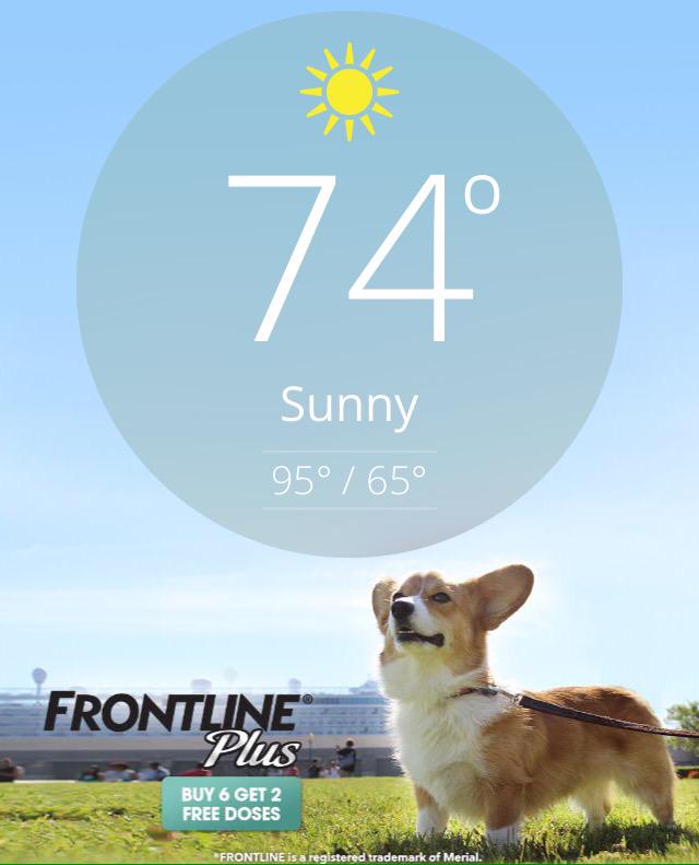 WallyWelshCorgi's tweet image. Sunny with a chance of corgi. Thanks @weatherchannel and #frontlineplus