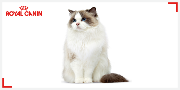RoyalCanin_ID's tweet photo. Ragdoll merupakan hasil persilangan dari kucing domestik berambut panjang dengan campuran Birman. #RoyalCaninFacts http://t.co/4uJt1XJcHz