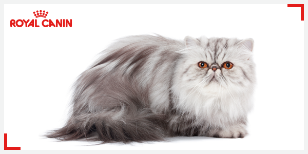 RoyalCanin_ID's tweet photo. Kucing dengan rambut panjang dan lebat seperti Persia, membutuhkan grooming yang cermat. #RoyalCaninTips http://t.co/0tDnIhyxAy