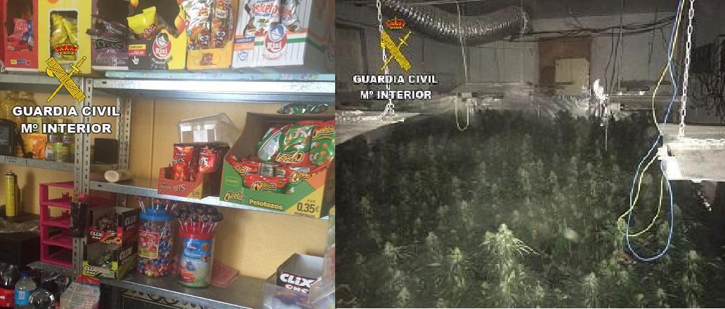 Guardia Civil #Granada descubre droga entre las chuches de una tienda y 1235 plantas de cannabis en la trastienda