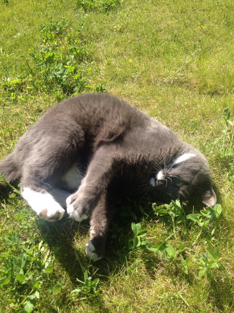 MoaKnutas's tweet photo. Rip my beloved best friend. I will miss you 😔❤️ http://t.co/uZlj1VPe3V