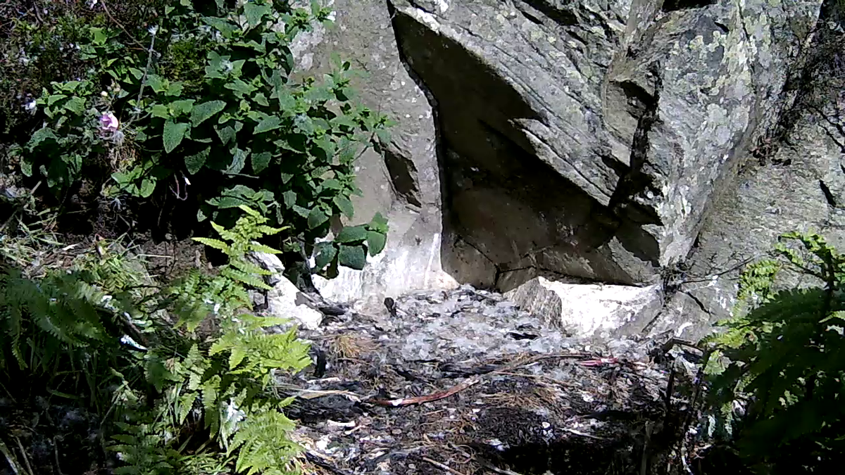 The peregrines have fledged but are still returning to feed so we'll continue to monitor their progress #fledgewatch