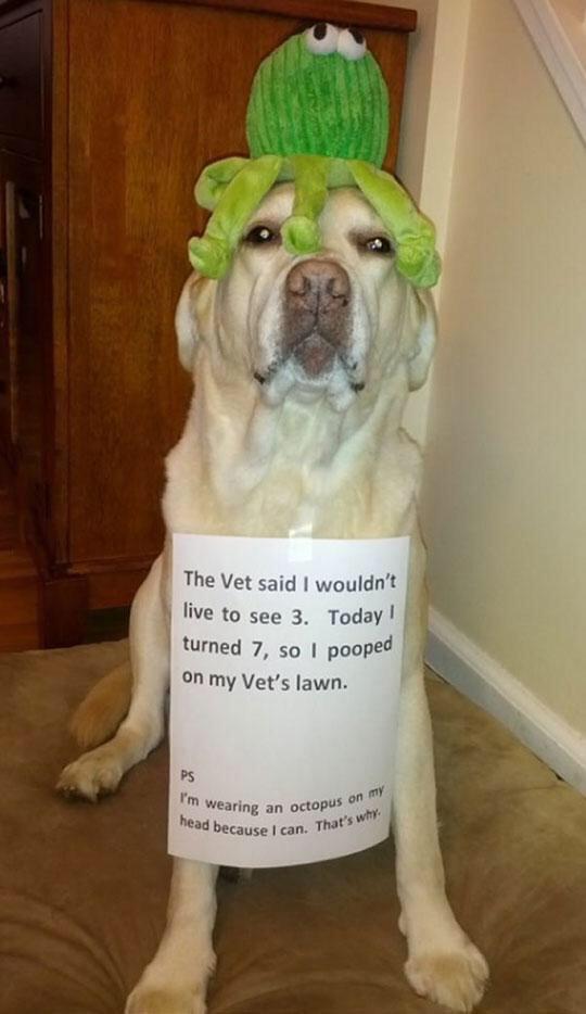CauseWereGuys's tweet photo. Shoutout to this dog for being awesome http://t.co/b1M73JowUE
