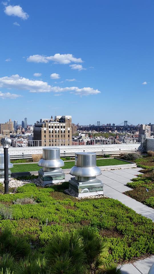 Greensulate's tweet image. #DYK we offer #AIA credits: Lunch/Learns for #architectects #architecture firms on #greenroofs #NYC #LA #SanFrancisco