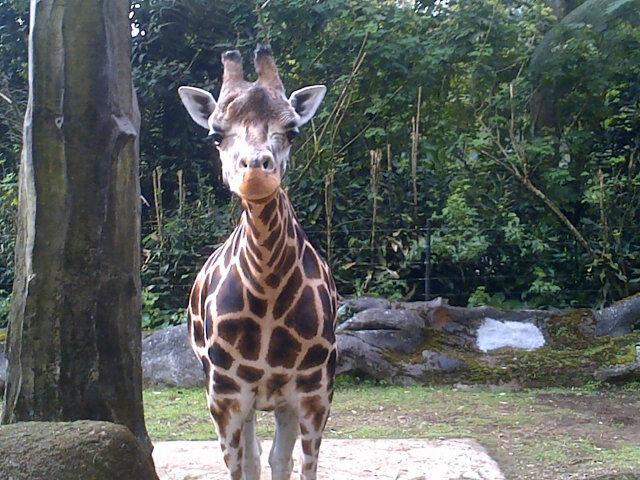 IndoFLampard's tweet photo. http://t.co/hyLrLcFx4d