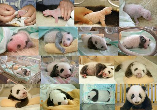 The journey of a newborn giant panda