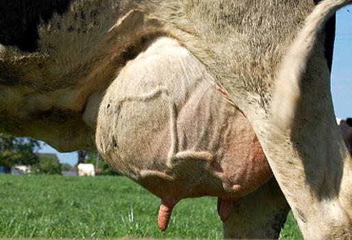 ganaderoespacio's tweet photo. La mastitis afecta a #ganaderías de leche por el inadecuado manejo sanitario en los predios: http://t.co/TBnDxfenhv http://t.co/W2mPD3hfkA