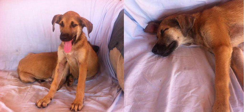 guardiacivil's tweet photo. Estos son Chapa y Pote, los cachorros que sobrevivieron al alquitrán en Cartagena
Si sabes quién los tiró 🔜 ☎ 062 http://t.co/bws9SK6DSZ