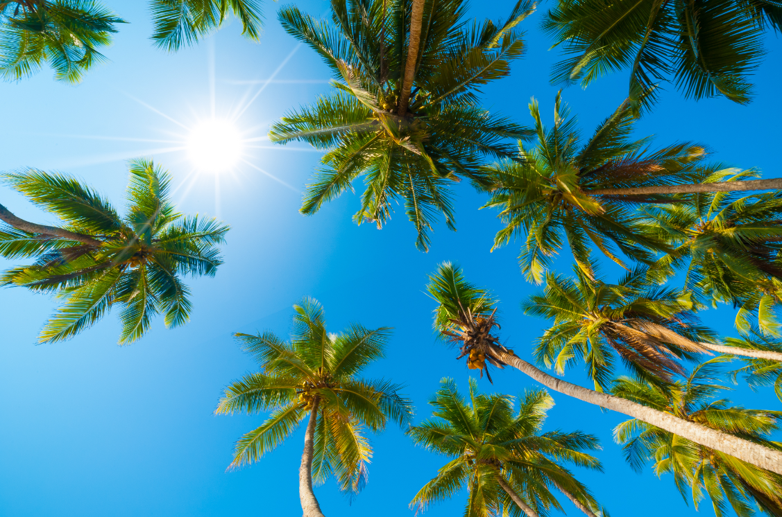 NCLFrancis's tweet photo. Palm Trees + Sunshine = Paradise. 

#CruiseLikeaNorwegian http://t.co/NROCKXmOgo