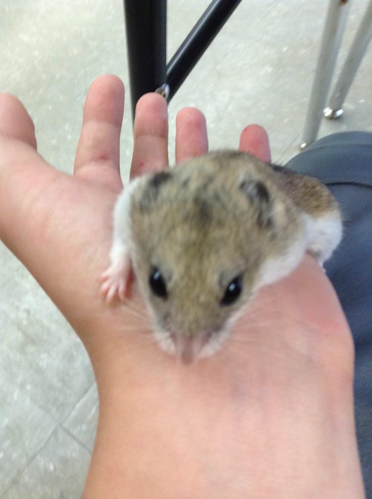 PetsDunn tweet picture
