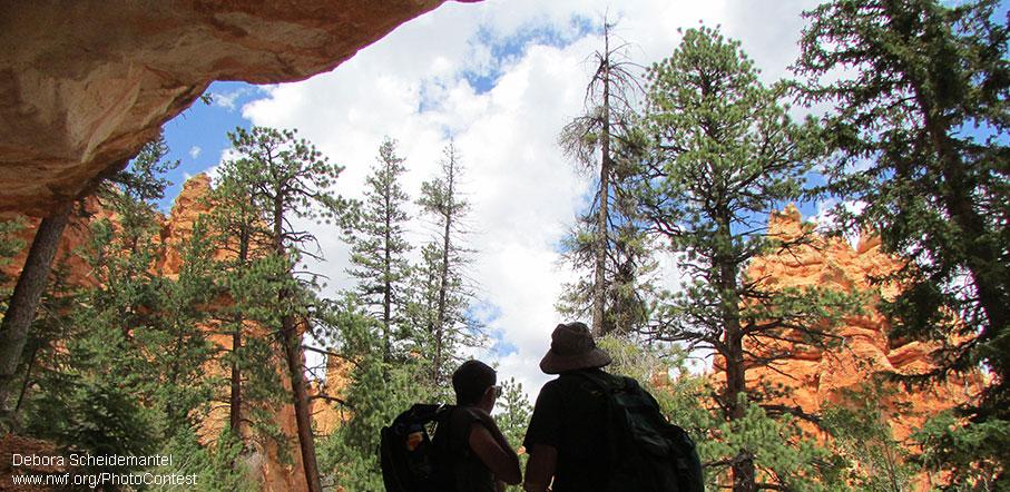 National Wildlife Federation tweet media