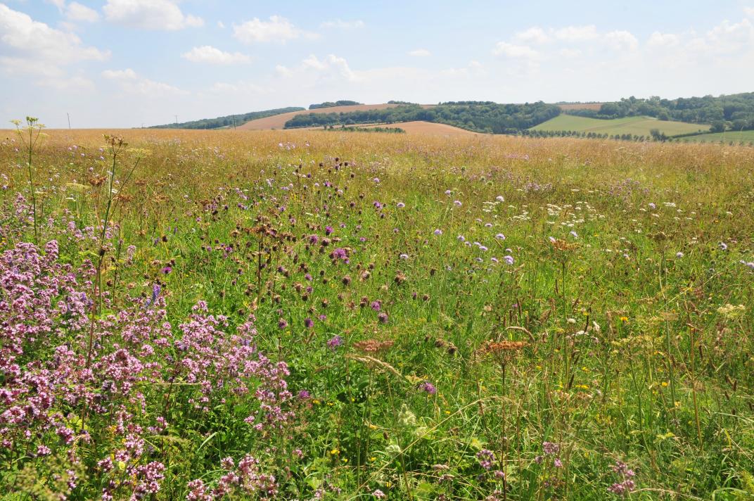 veenhj's tweet photo. Wildflowers, butterflies, great walks and scenic views, Magdalen Hill Down #winchester has it all @VisitBritain http://t.co/SoXCEo1PCw