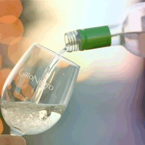 Vino #GatoNegro #SauvignonBlanc destaca aromas de frutas tropicales de buena intensidad, tales como piñas y mangos.