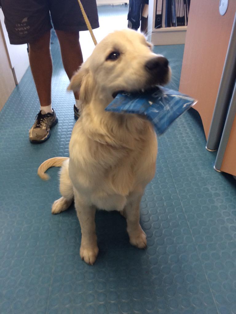 GabbySouthwell's tweet image. .@CowesRNLI mascot Maisie pops to @IntothebluePR to pick up her @RoundtheIsland #raceforall buff @RobbieSailing