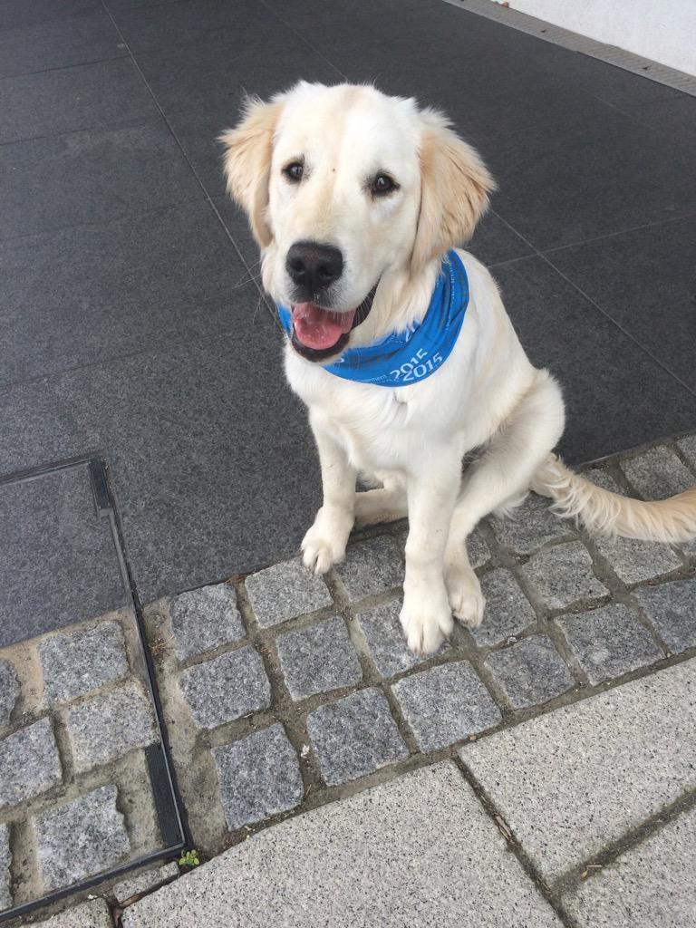 GabbySouthwell's tweet image. .@CowesRNLI mascot Maisie pops to @IntothebluePR to pick up her @RoundtheIsland #raceforall buff @RobbieSailing