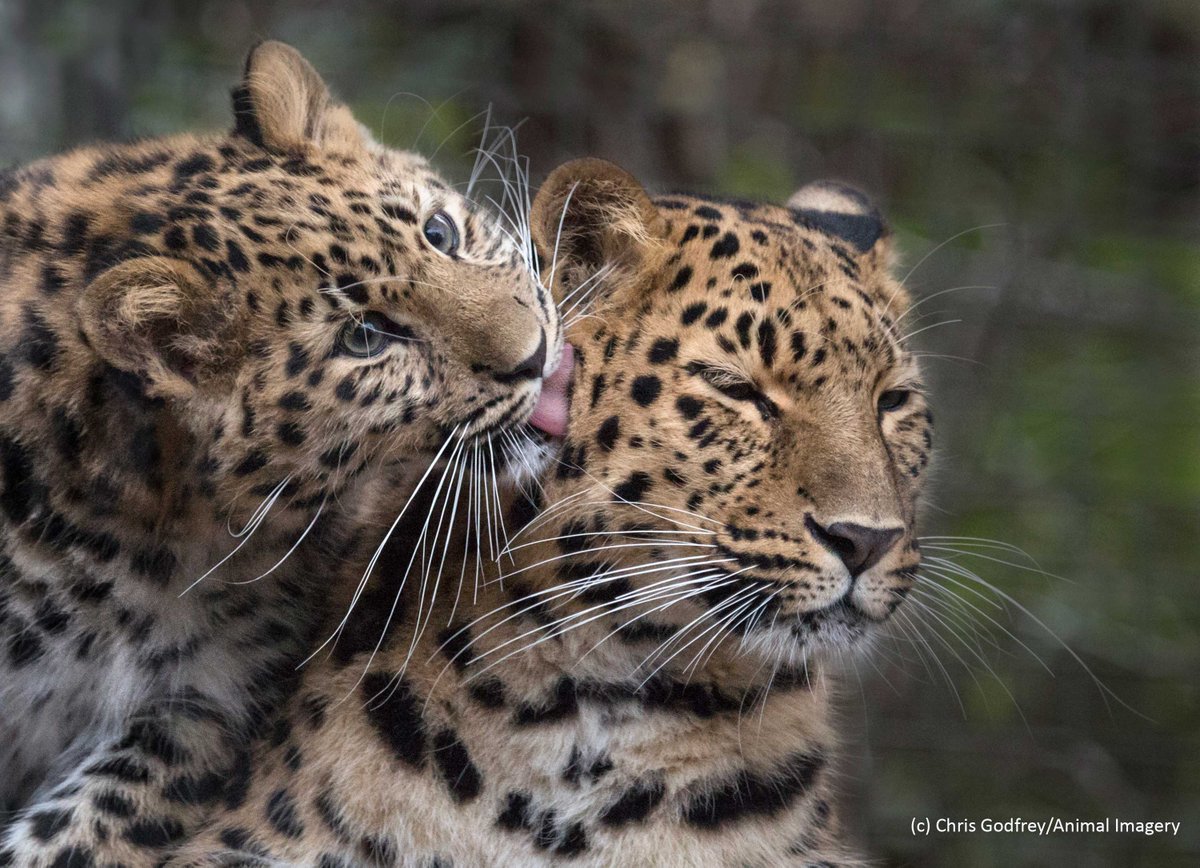 Plans for Amur leopard reintroduction to the Russian Far East have been approved!  zsl.org/conservation/n…