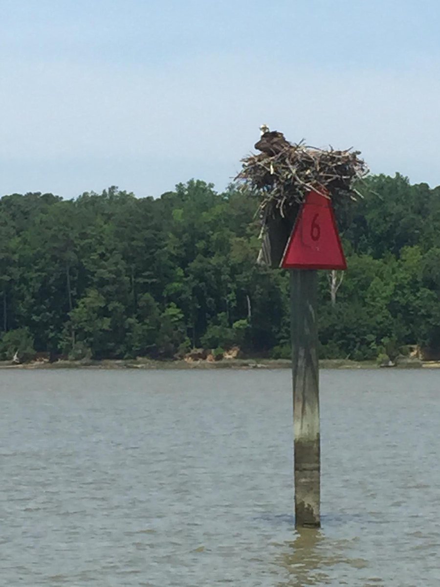 PatrickABPP's tweet photo. An osprey watches our progress @ABPPNPS @ColonialParkNPS @chesbayprogram @chesapeakebay http://t.co/Kvh94moqNn