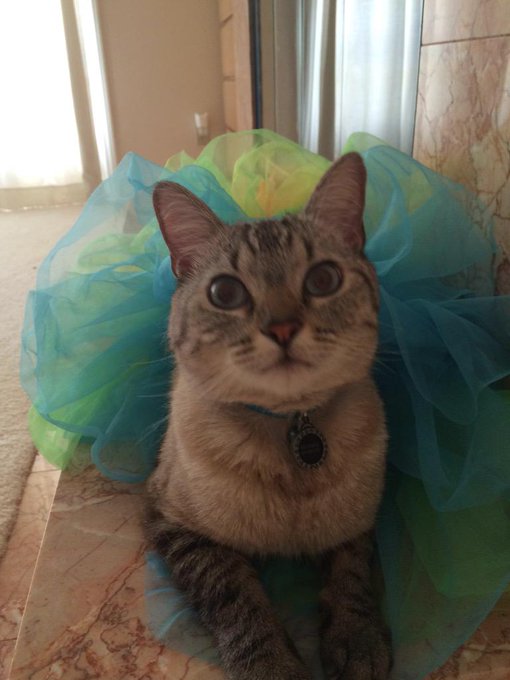 I dressed Gaius up in my rainbow tutu this morning...because he's my princess 😹💖 #Gaius #Kitty http://t<a href="/tag/kitty"class="tags"><span>#kitty</span></a><a href="/tag/gaius"class="tags"><span>#gaius</span></a>