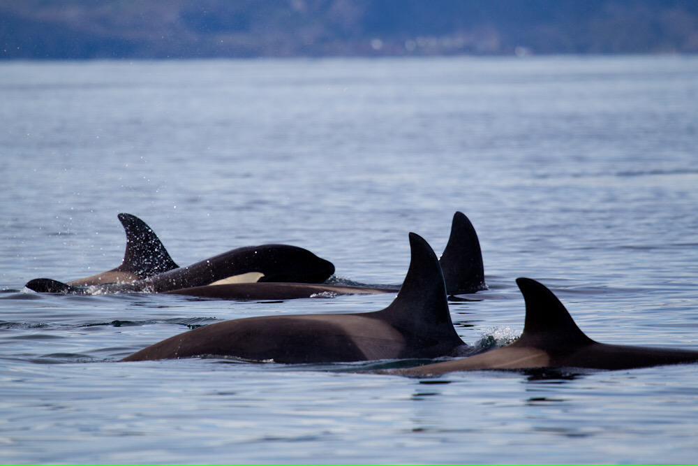 Orcas are wild animals that do not belong in the inadequate conditions that are captivity. They deserve freedom!