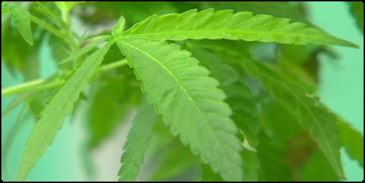 CNNChile's tweet image. Chile lidera consumo de marihuana en Latinoamérica bit.ly/1Lkgtao #CNNChile