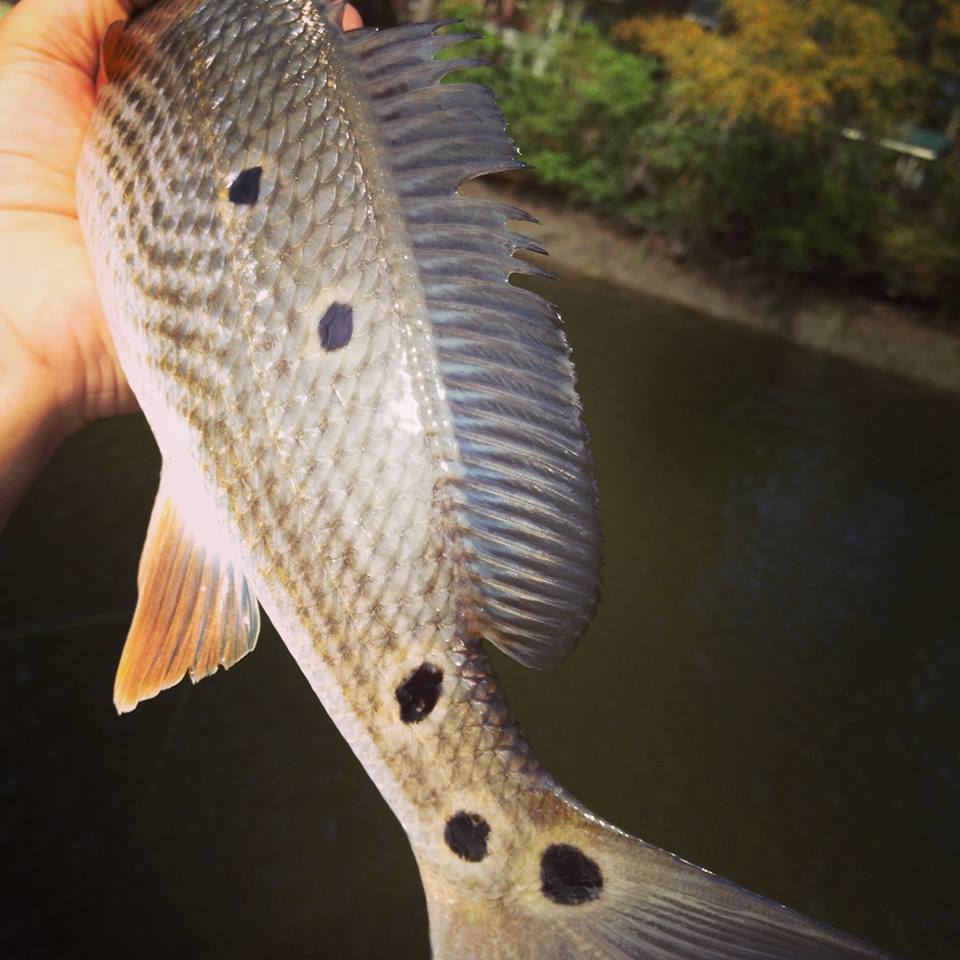 CoopaLoop92's tweet image. Wishin I was fishin.