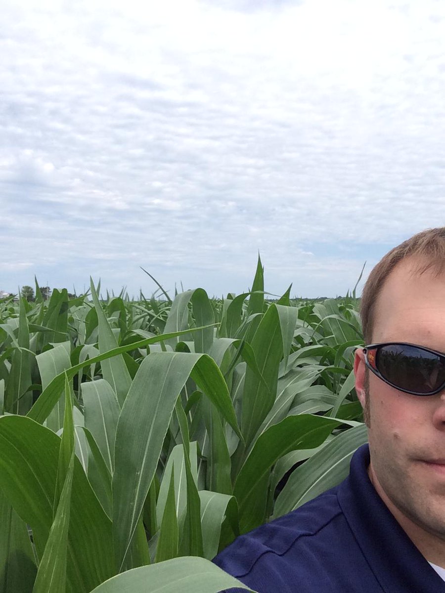 Asgrow_DEKALB's tweet photo. RT @dekalbdsm: @Asgrow_DEKALB @ASDK_IA #DKC53-68RIB chin high in Hamilton Co IA http://t.co/s52MihB5pA