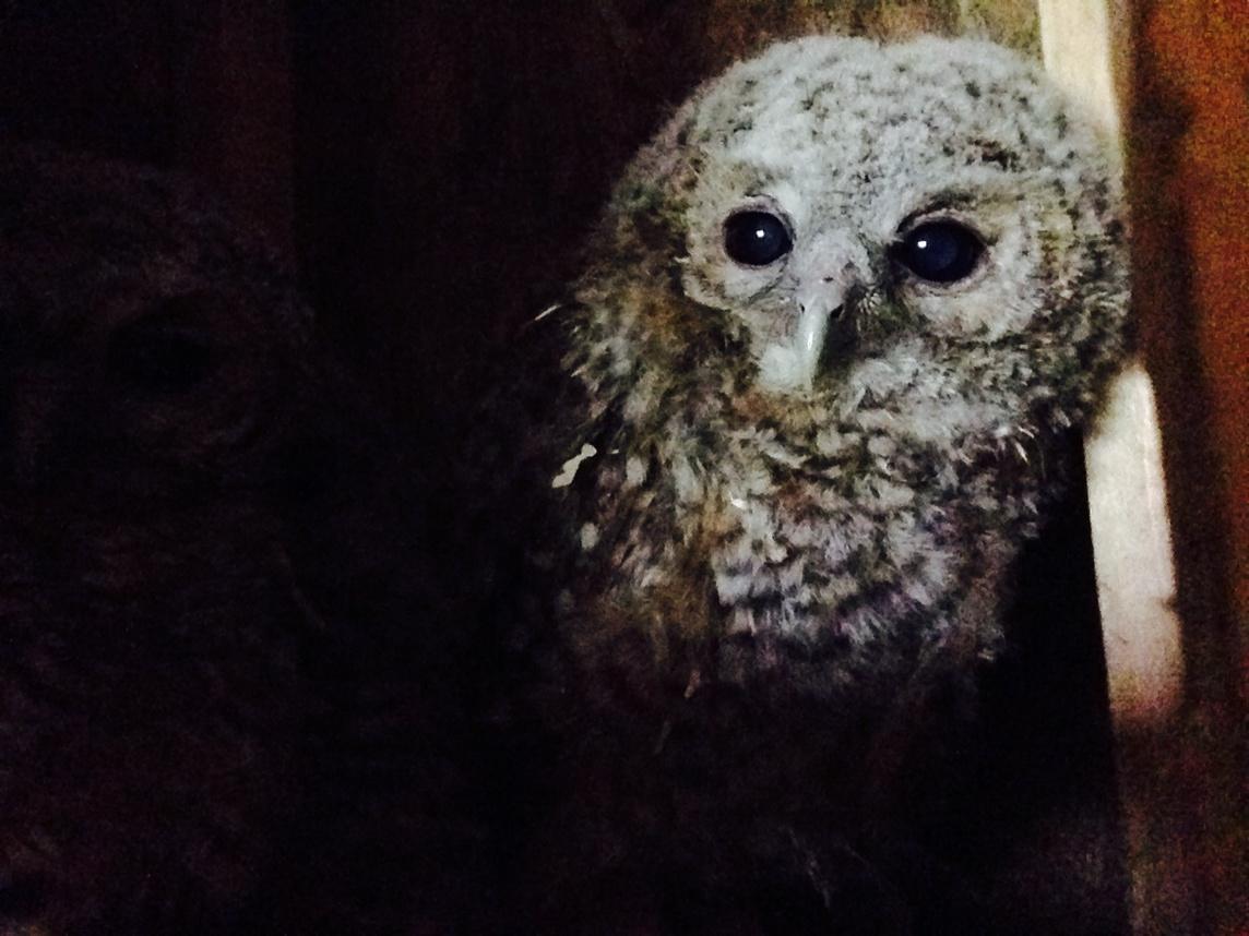 Hessilhead Rescue tweet media