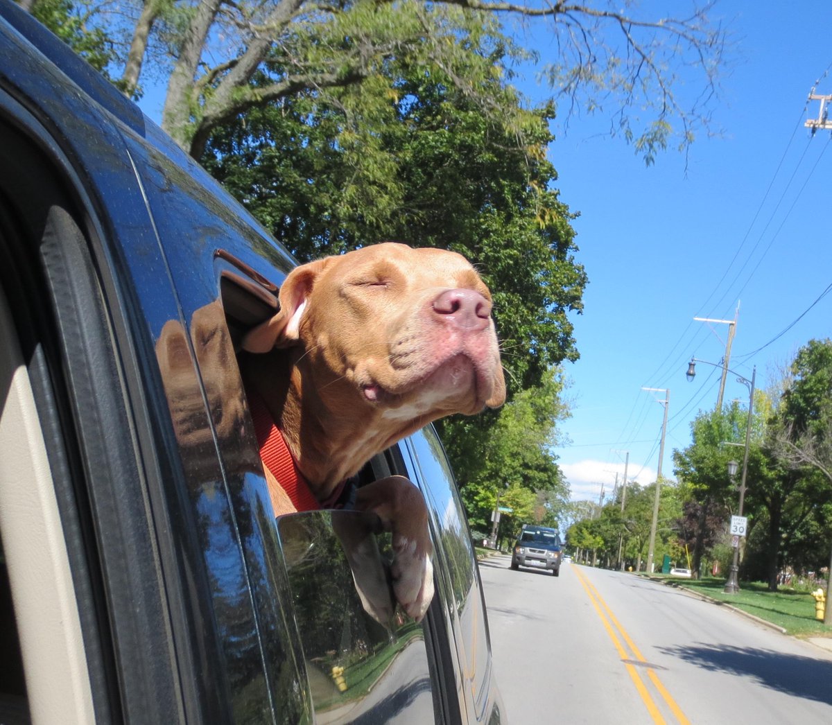 DogVacay's tweet photo. 24 Just-Rescued Dogs Who Are SO Excited to Go Home! http://t.co/oykUS68D4O http://t.co/CjJhbJfyNg