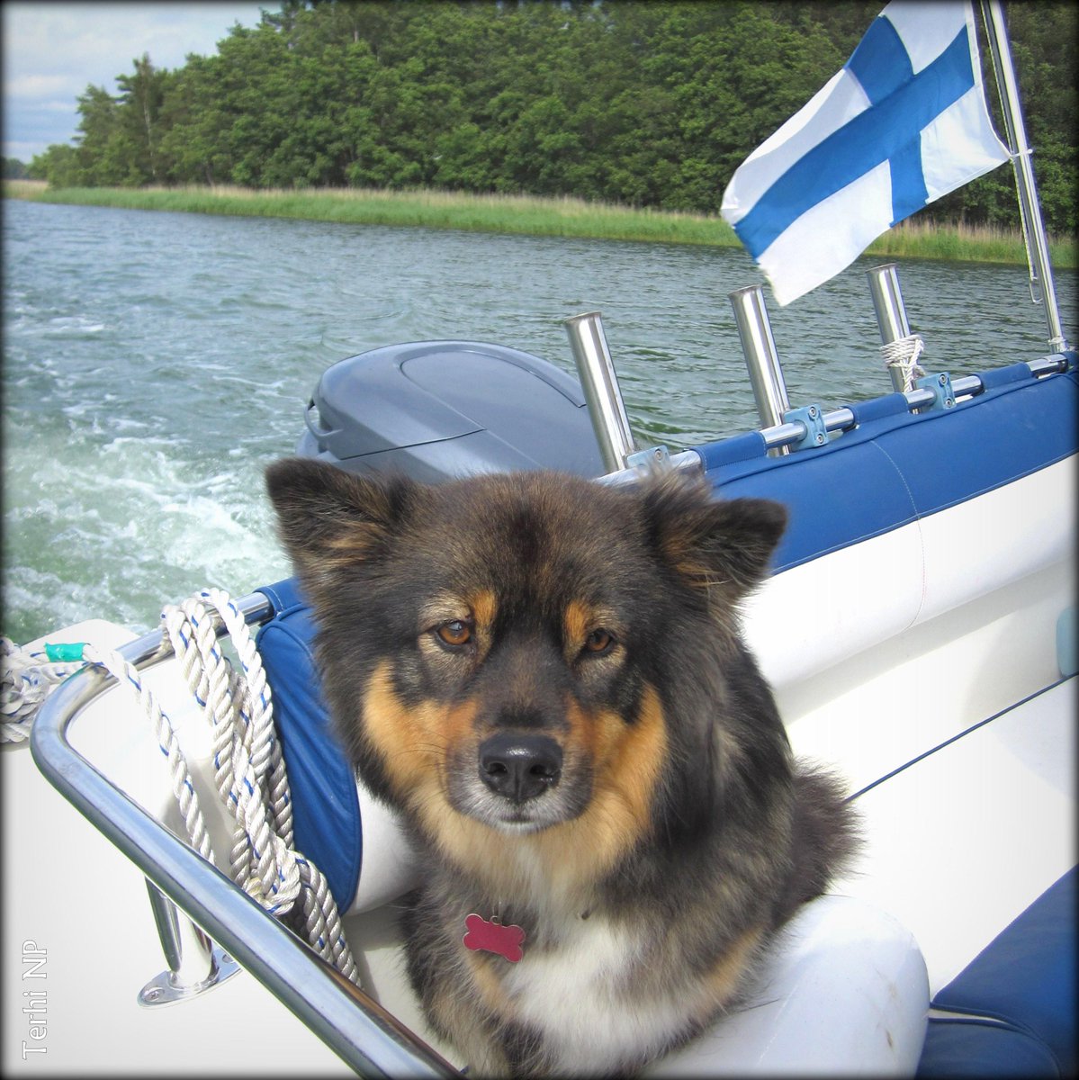 's tweet image. Wiima - venekoira #SummerIsHere #Wiima #boating #Pargas #Parainen