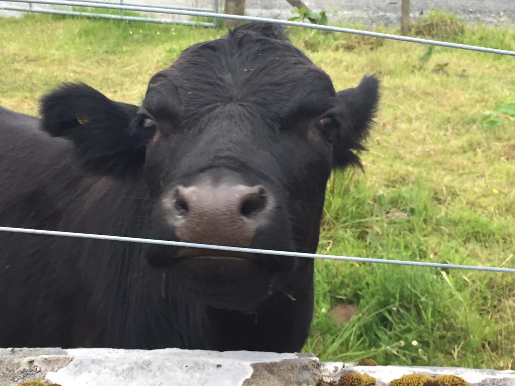 TheSilverG's tweet image. Had some company on my walk today #dexterCow #isthattheirname #raasay