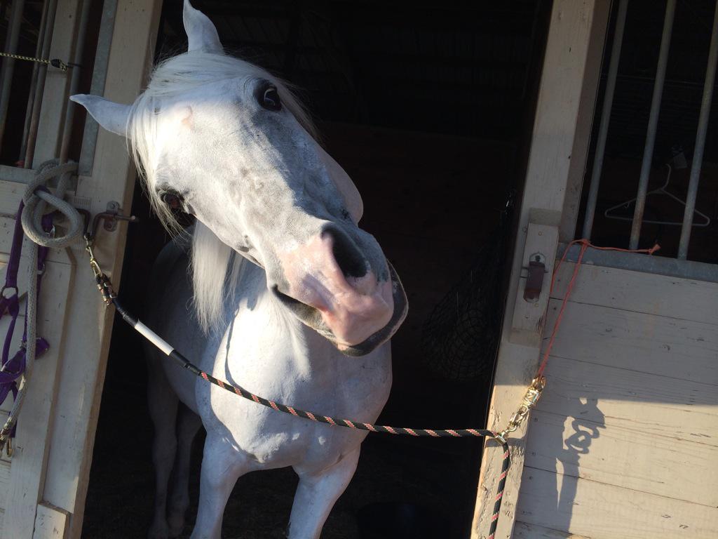 polished_boots's tweet photo. Treats please...?! http://t.co/JAewl4yjv3