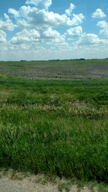 gvjfarms's tweet photo. This is what $200/Ac cash rent gets you. Apparently he doesn't really need to farm it. #weeds #notplanted #sad http://t.co/A4wZLv2cM6