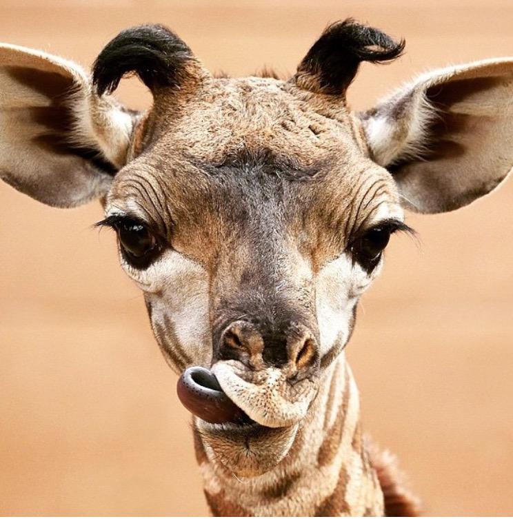 Nasıl bakıyorsun sen öyle.