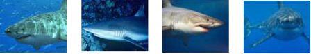 Animalescom1's tweet photo. Sharks are amazing animals . They have been around for over 450 million years http://t.co/F3CpzgabLr