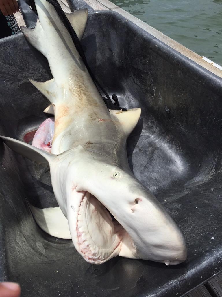 hark_theshark's tweet photo. Shark fishing today. Dylan's catch of the day. #southernspotscharterfishing #CaptWes http://t.co/Wea9zqYASe