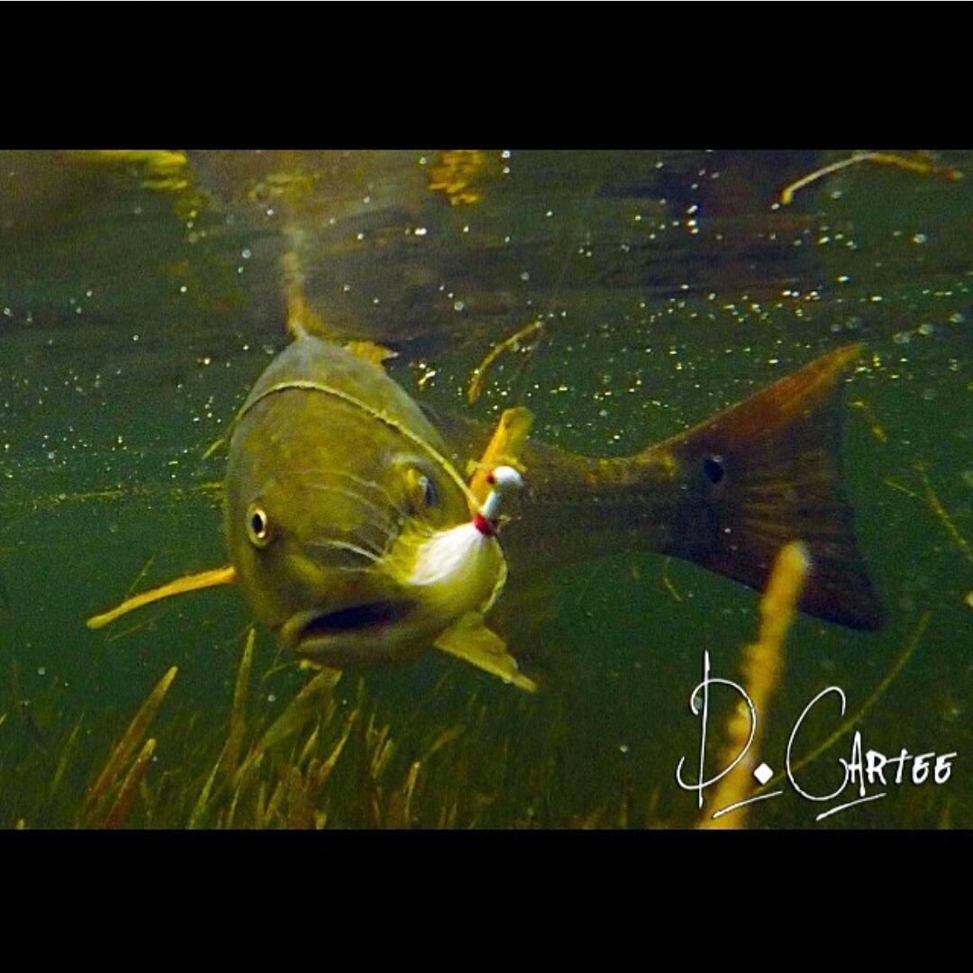TAllenRods's tweet photo. #tallenrods @david_cartee with yet another amazing redfish photo. http://t.co/kbqvmgS1Pb