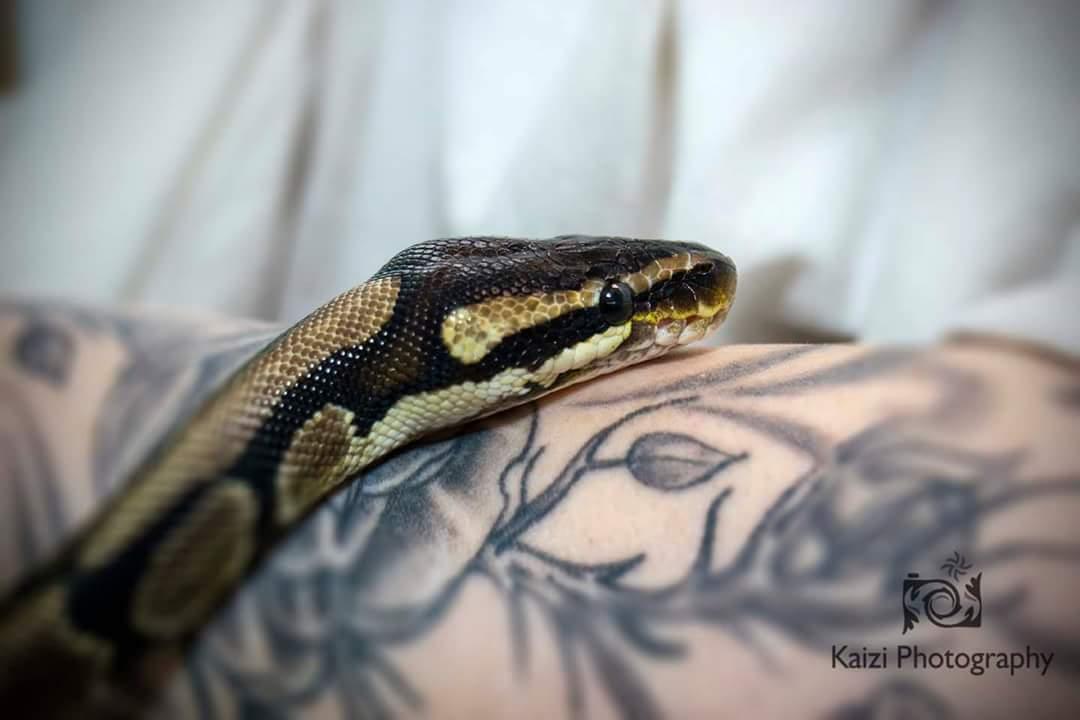RoseGillies's tweet image. @RoyalPythonFans @REPTILESMag my CB14 normal Chopper 💕