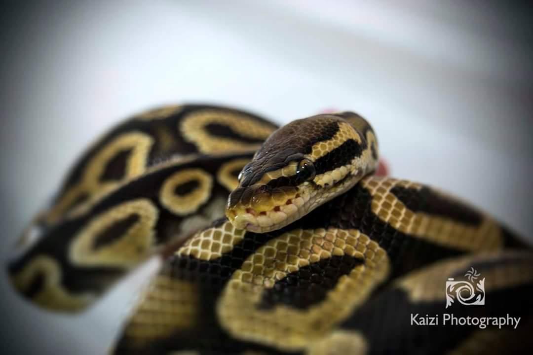 RoseGillies's tweet image. My big dude Bronson #royalpython #pythonregius @RoyalPythonFans