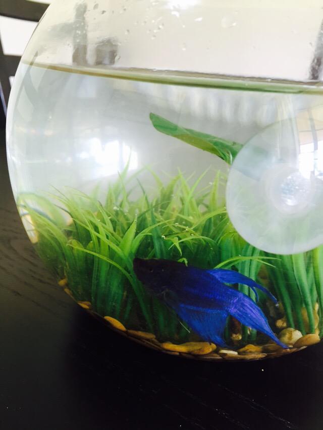 joselaura08's tweet photo. Michael Jordan is enjoying his new home w us! And Juan is beyond excited to take care of him @inroom124 @momentous http://t.co/mCIaXaxiuJ