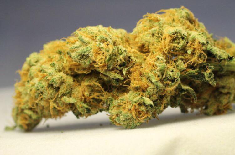strainsofloud's tweet photo. golden kush. http://t.co/TAHoV5IvTN