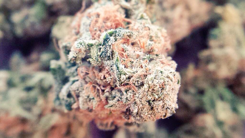 strainsofkush's tweet photo. orange widow. http://t.co/gp7Ayo6xGV