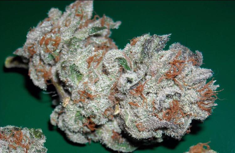 strainsofloud's tweet photo. super silver og kush. http://t.co/dPtUUJ15Ji