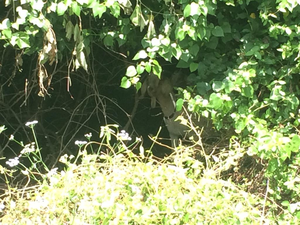 The City of Fayetteville is using <a href="/GreedyGoats/">Greedy Goats</a> to remove poison ivy from Wilson Park. My story 5newsonline.com/2015/06/23/cit…