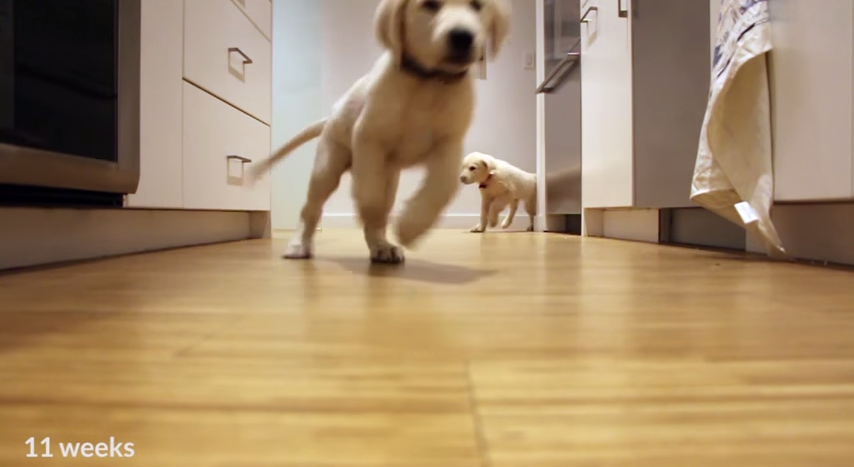 YahooCanadaNews's tweet photo. Watch these two puppies grow up in 90 seconds http://t.co/RwIk6cr0PY http://t.co/gnowoRYkYL